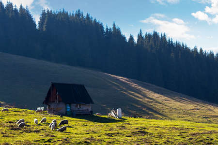 flock grazing on the grassy meadow. shepherd shed on the hill near the forest. apuseni natural park,...