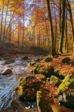 water stream in the forest. beautiful autumn nature scenery with colorful foliage on the trees. mossy stones on the shore. warm sunny weatherの写真素材