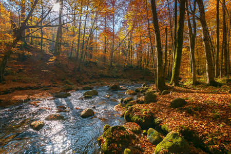water stream in the forest. beautiful autumn nature scenery with colorful foliage on the trees. mossy stones on the shore. warm sunny weatherの写真素材