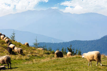 sheep on the meadow in mountains. animals grazing green grass. countryside landscape of carpathians in summer. ridge in the distance. bright sunny weatherの写真素材