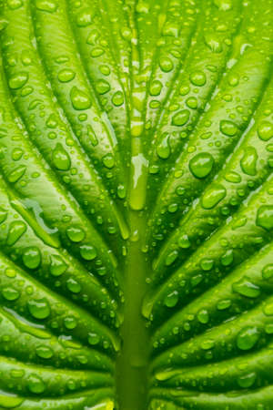 dew on the leaf in the garden. green plant closeup. natural wet texture. fresh nature backgroundの写真素材