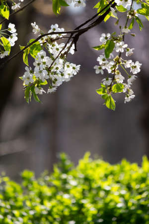 white blossom in spring season. flowers on the branch in the garden. beautiful nature backgroundの写真素材