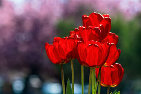 blooming red tulip flowers in the garden. beautiful floral nature background in springtime on a bright sunny dayの写真素材