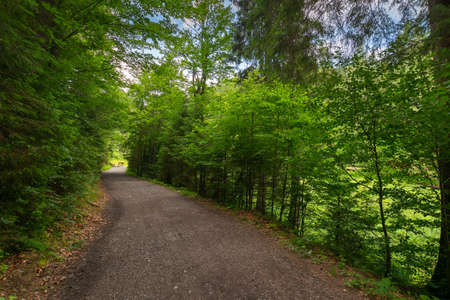 path through lush spruce forest. pine trees along the way in summer landscape. beautiful nature...