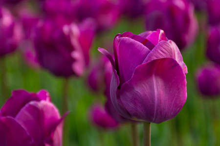 blooming purple tulip flowers in the garden. beautiful floral closeup nature background in springの写真素材