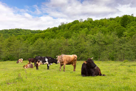cattle grazing on the pasture. countryside landscape in spring. nature scenery with cows on a grassy...