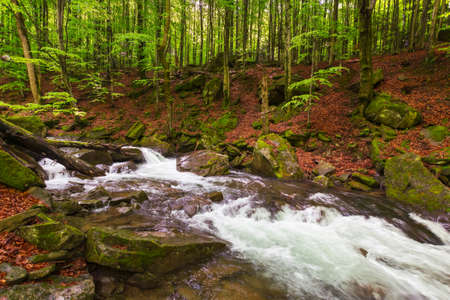 forest river in spring. water flows among the mossy rocks. refreshing nature background. beautiful scenery on a sunny dayの写真素材