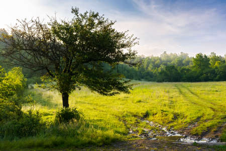tree grassy meadow among forest. beautiful countryside scenery in the morning. sunny springtime weather with clouds on the skyの写真素材