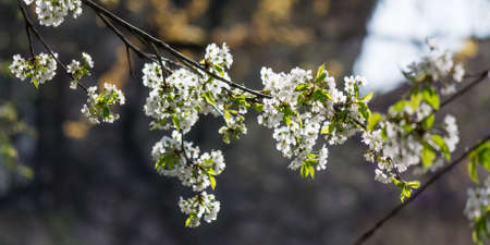 branch blossoming with white flowers. nature background in spring season