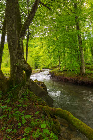 forest river in springtime. winding water flow along the rocky shore with tall beech trees. beautiful nature sceneryの写真素材