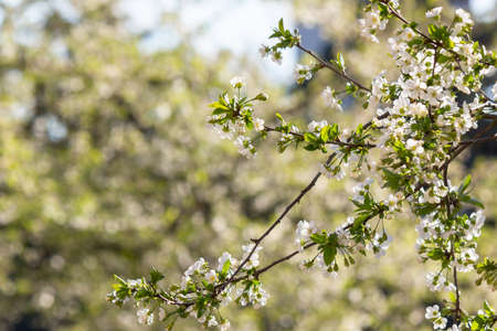 white blossom in spring season. flowers on the branch in the garden. beautiful nature background