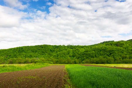 narrow arable on the rural field. beautiful mountain landscape in springtime. sunny weather with...