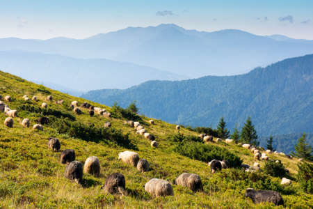 sheep on the meadow in mountains. animals grazing green grass. countryside landscape of carpathians in summer. ridge in the distance. bright sunny weatherの写真素材