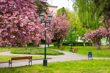 walking path under the beautiful sakura trees. cherry blossom in spring season. empty park in early morningの写真素材