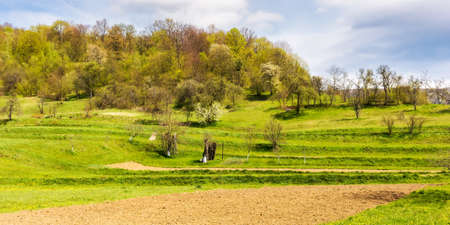 carpathian rural landscape in spring. orchard on the hill near the forest. warm sunny weatherの写真素材