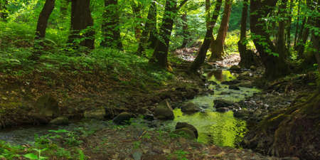 small river in carpathian beech woods. deep forest in dappled light. green nature scenery on a sunny...