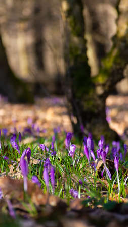purple blooming nature background. crocus flowers in the garden on a sunny day in spring