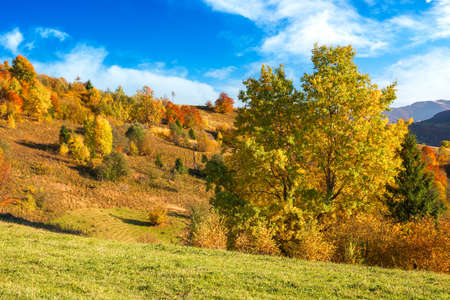 carpathian rural landscape in autumn. beautiful mountainous scenery in evening light. trees in colorful foliage on a grassy hillsの写真素材