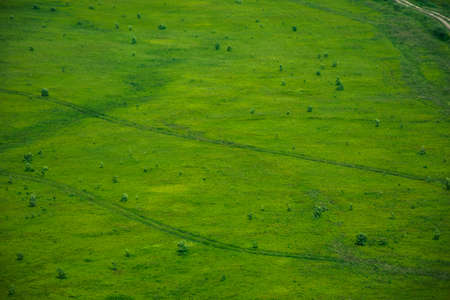 green grass surface background. mountain meadow in summer