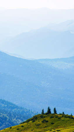 spruce trees on the hill. beautiful nature background in summer. chornogora ridge in the distance....