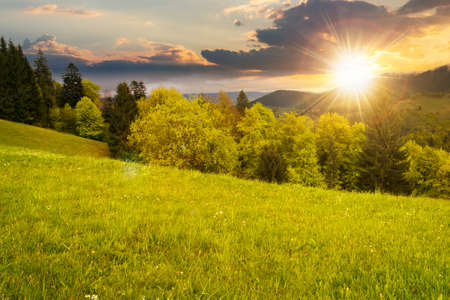 beautiful nature scenery in spring at sunset. countryside landscape in the carpathian mountains with fresh green meadows and coniferous forest in evening light. clouds on the sky above the distant ridgeの写真素材