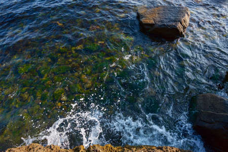 seaweed nature background. plant among the stones and pebbles in transparent water at the sea shore