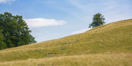 trees on the grassy hills and meadows. mountainous countryside in late summer. carpathian nature...