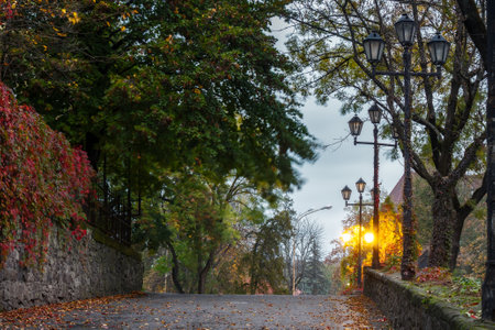 empty street in autumn. urban morning with lanterns. colorful foliage on the ground. red ivy plant...