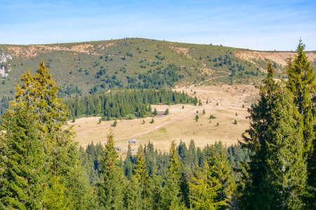 view of wild apuseni natural park, romania. stunning autumnal countryside landscape with green fields on the hills and spruce treesの写真素材
