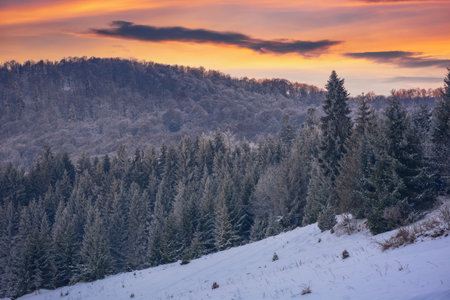snow covered glade in coniferous forest. beautiful nature scenery at dusk. mountain landscape in winterの写真素材