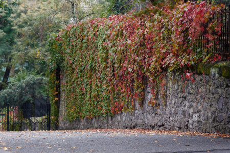 urban autumnal background. stone wall covered with ivy or creeper plant in red foliageの写真素材