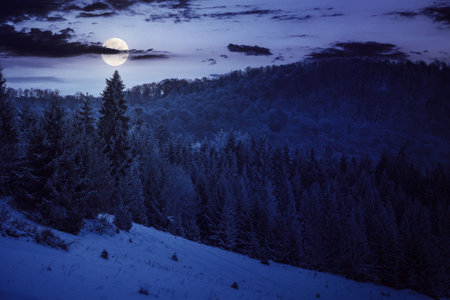 snow covered glade in coniferous forest at sunset. beautiful nature scenery in full moon light. mountain landscape in winter