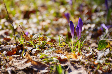 purple bloom in the park. spring has come conceptの写真素材