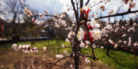 apple blossom in the garden. rural background on a sunny day in springの写真素材