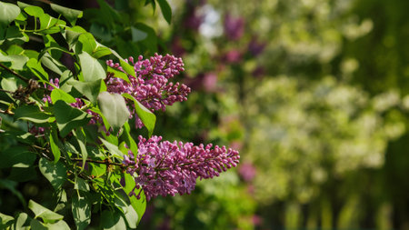 blossoming syringa in the park. spring nature backgroundの写真素材