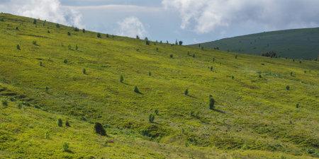 grassy hills and meadows on rolling hills. landscape of carpathian mountains in summerの写真素材