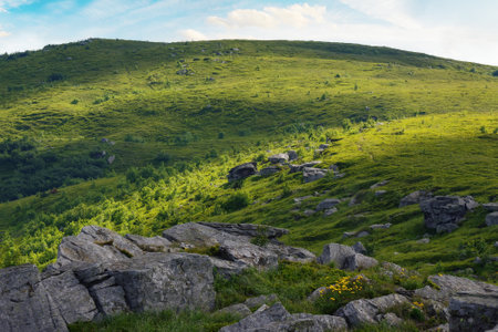 wonderful summer landscape in mountains. grassy meadows and rolling hills. boulders and stones on the hillside. picturesque scene in morning light. ukrainian carpathians countryside sceneryの写真素材