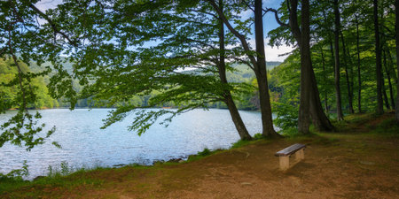 lake among beech forest. beautiful nature scenery in summertime. relax and recreation backgroundの写真素材
