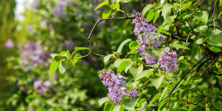 closeup of syringa vulgaris shrub in blossom. floral background in spring