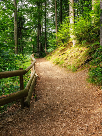 green forest park with beautiful scenery. trail and fence among the trees