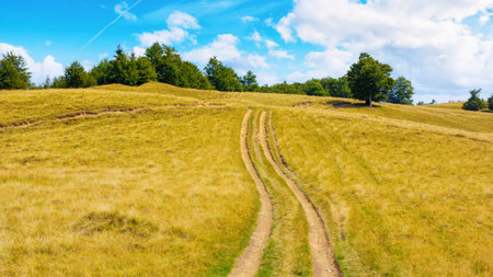 lane through grassy meadow. beech forest on the hills. summer landscape of carpathian mountainsの写真素材