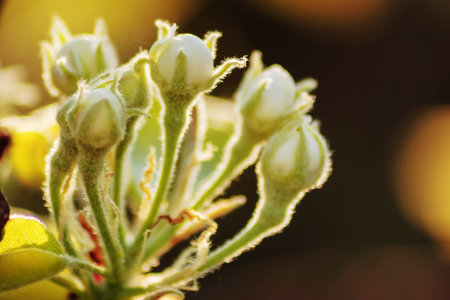 pink apple blossom closeup. spring garden backgroundの写真素材