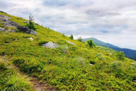carpathian countryside in summer. mountainous landscape with tree and stones on the grassy hillの写真素材