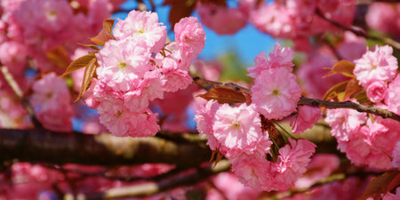 pink blossom of a sakura tree. greeting card background