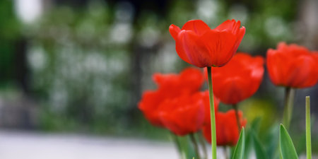 bunch of red tulips outdoors. beautiful outdoor compositionの写真素材