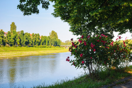 river embankment at sunrise. cityscape in summer. linden alley in full blossom