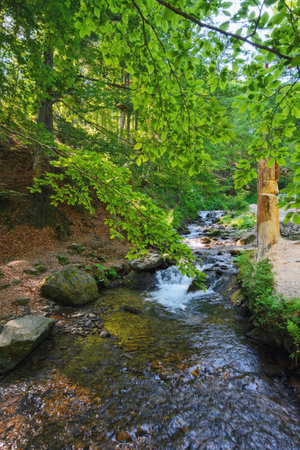 water stream in the woods. countryside nature landscape in summerの写真素材