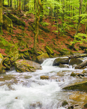 creek in the forest among rocks. countryside scenery in spring. beauty in natureの写真素材