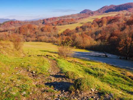 forest in fall colors on the grassy hills. mountainous countryside scenery in morning light. bright blue sky with fluffy cloudsの写真素材