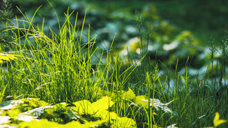 closeup of grass on the meadow. sunny morning in springtime